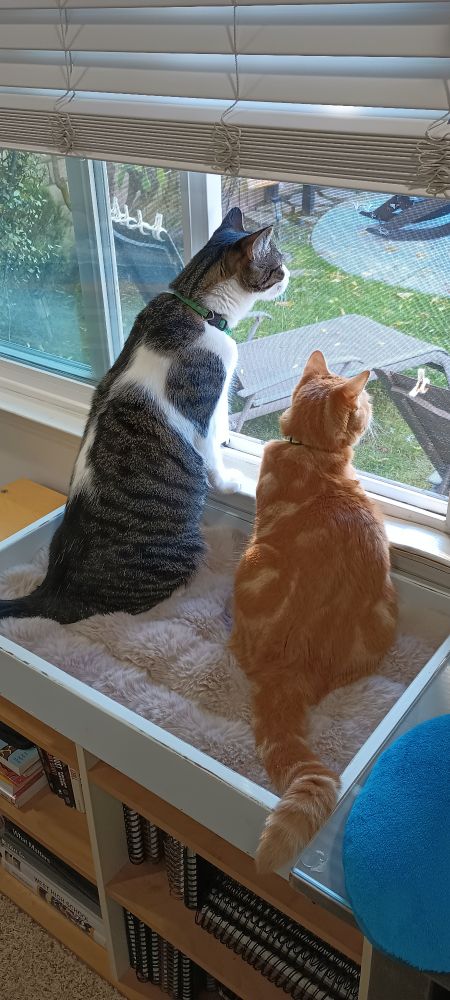 A photo of my two cats sitting in front of my window.