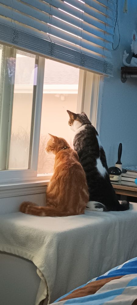 A photo of my two cats sitting in front of my window.