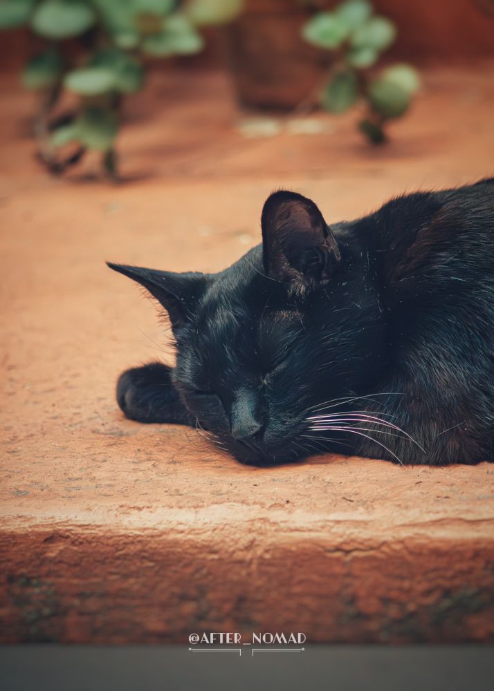 A black cat sleepimg soundly. 