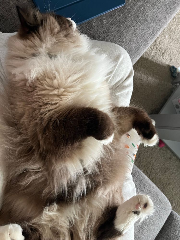 A cat asleep on a lap with all four paws in the air
