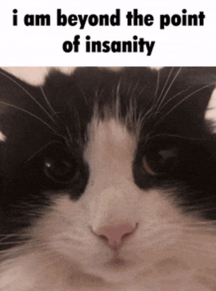 A meme of a black & white cat that says “i am beyond the point of insanity”.