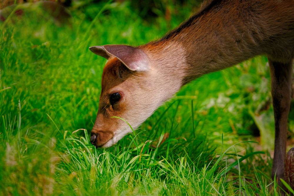 Fawn eating grass in the Wicklow mountains.