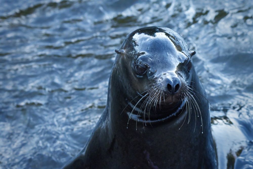 California Sea Lion