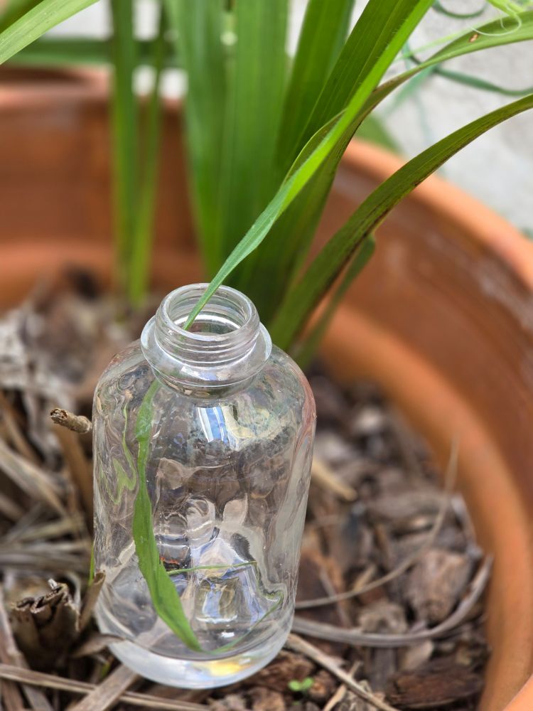 Jar sitting on bark with a long piece of grass coming out of it