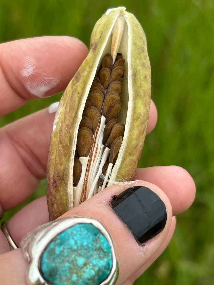 Ripe milkweed seed pod with seeds neatly tucked inside held in the collector’s hand.