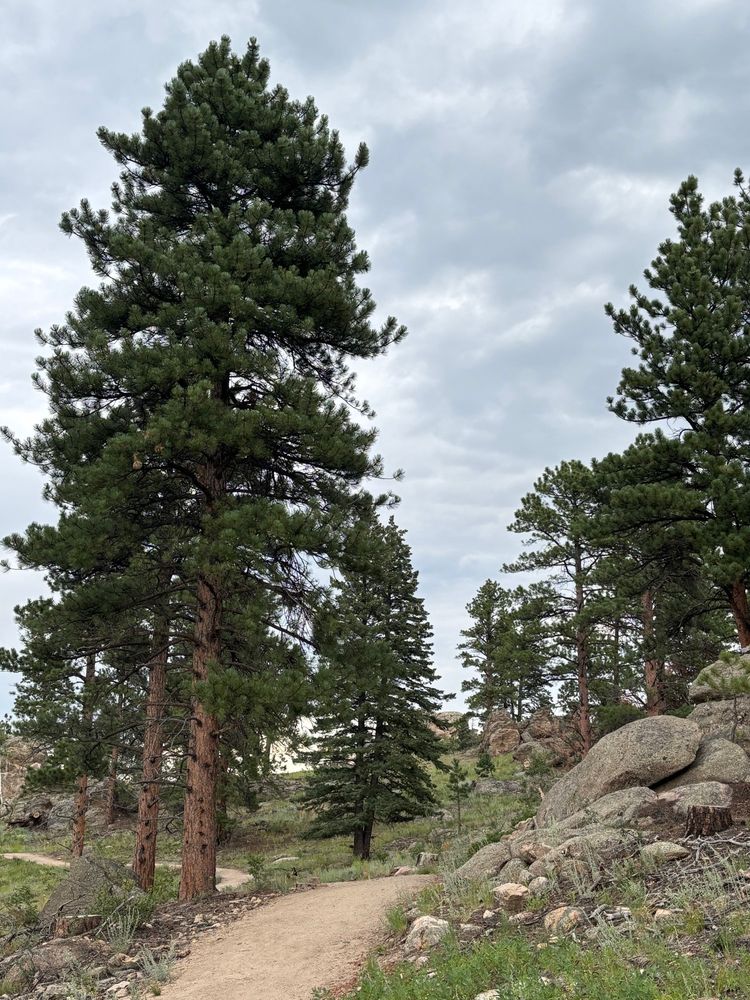 Ponderosas with boulders, grasses, and a hiking trail in Jefferson County, Colorado 