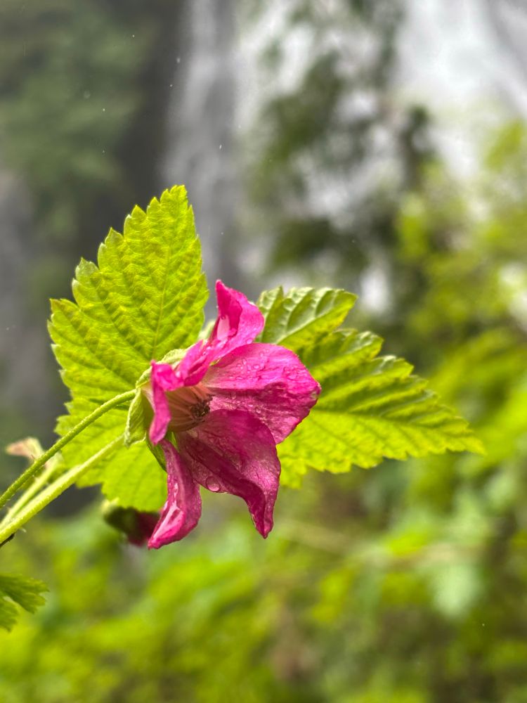 Salmonberry bloom with a waterfall out of focus in the background 