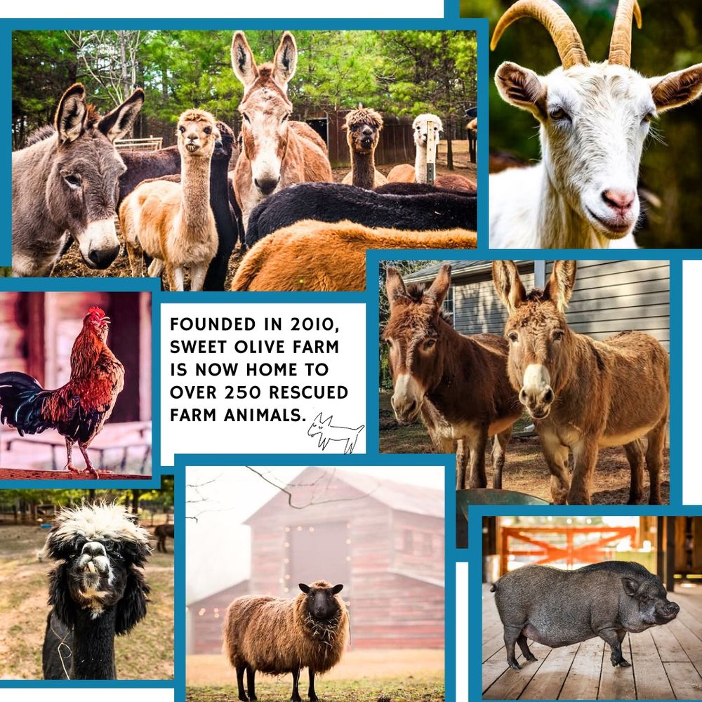 A collage of rescued animals: donkeys, goats, sheep, pigs, chickens, alpacas. A text box in the middle reads: Founded in 2010, Sweet Olive Farm is now home to over 250 rescued farm animals. 
