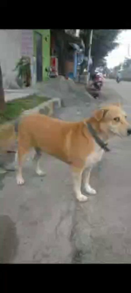 a brown and white dog is standing on the side of a road .