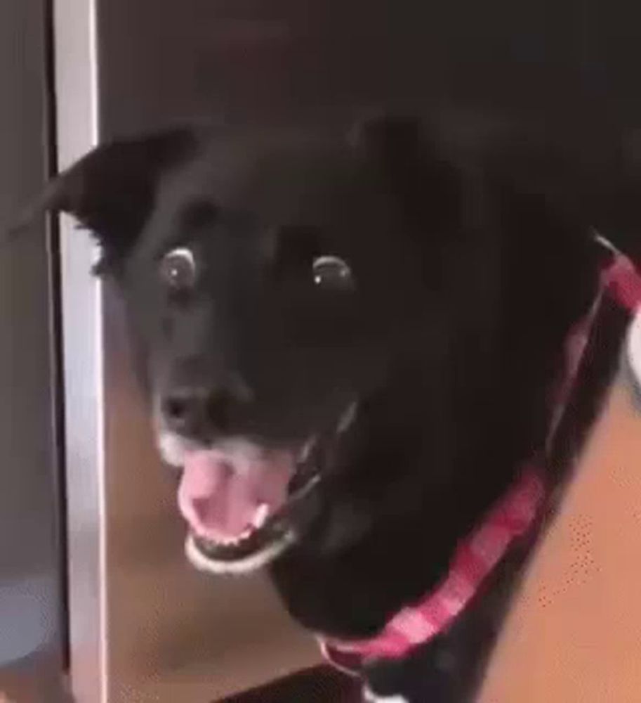 a close up of a black dog with its mouth open and its tongue out .