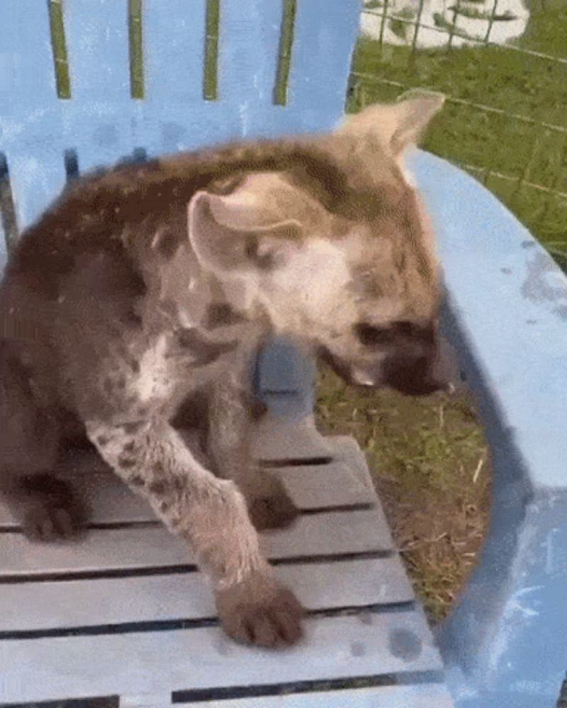 a hyena is sitting on a blue chair looking at something