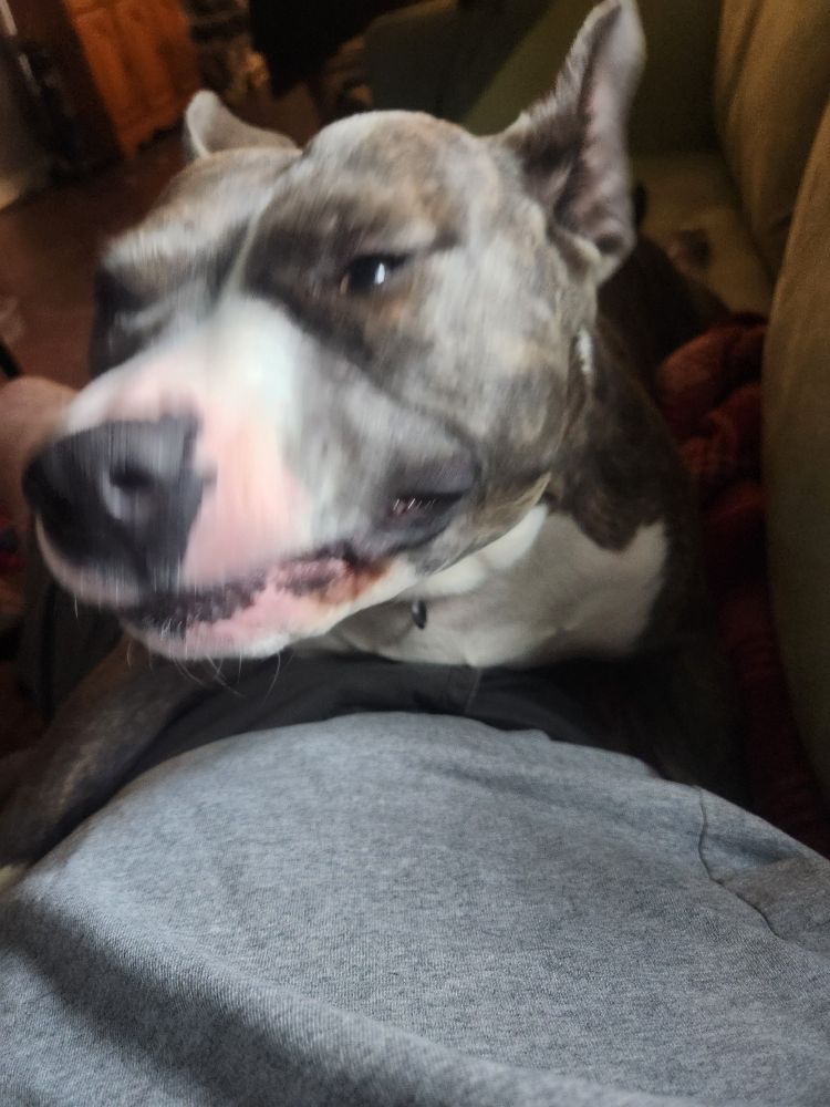 The same pitbull at the end of his yawn with his face in a weird configuration.