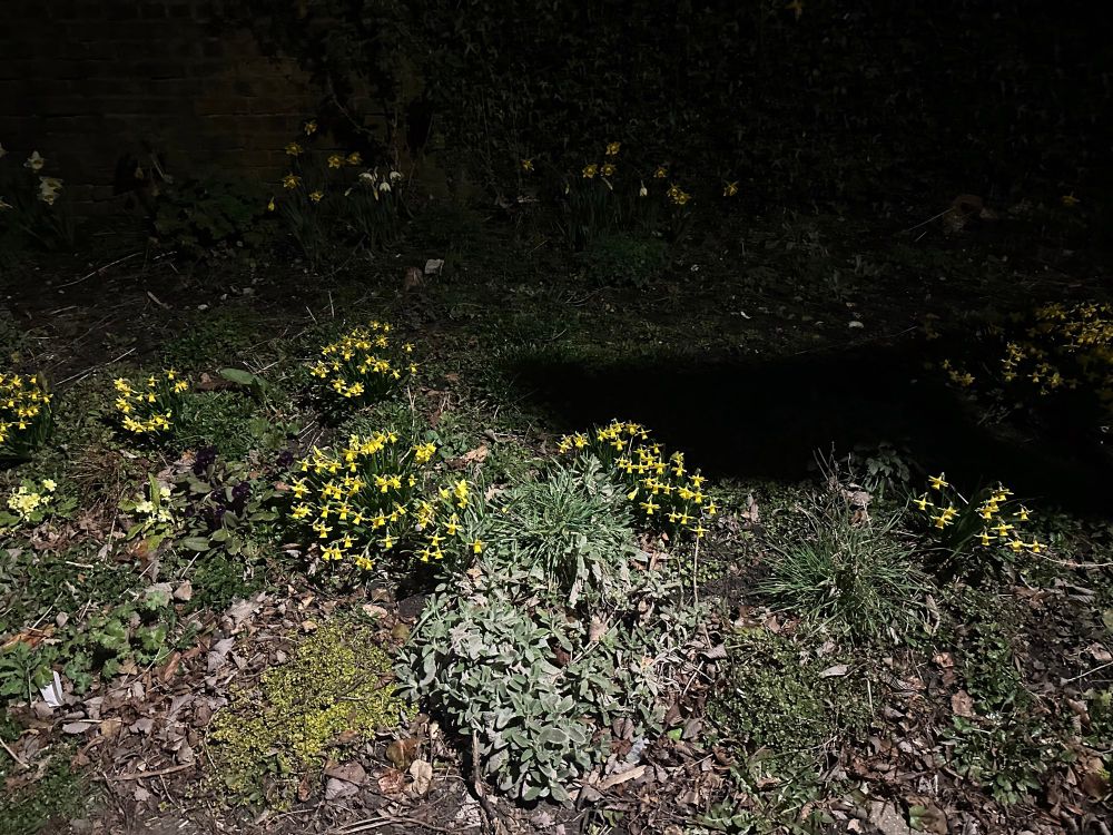 Flower patch under lamplight