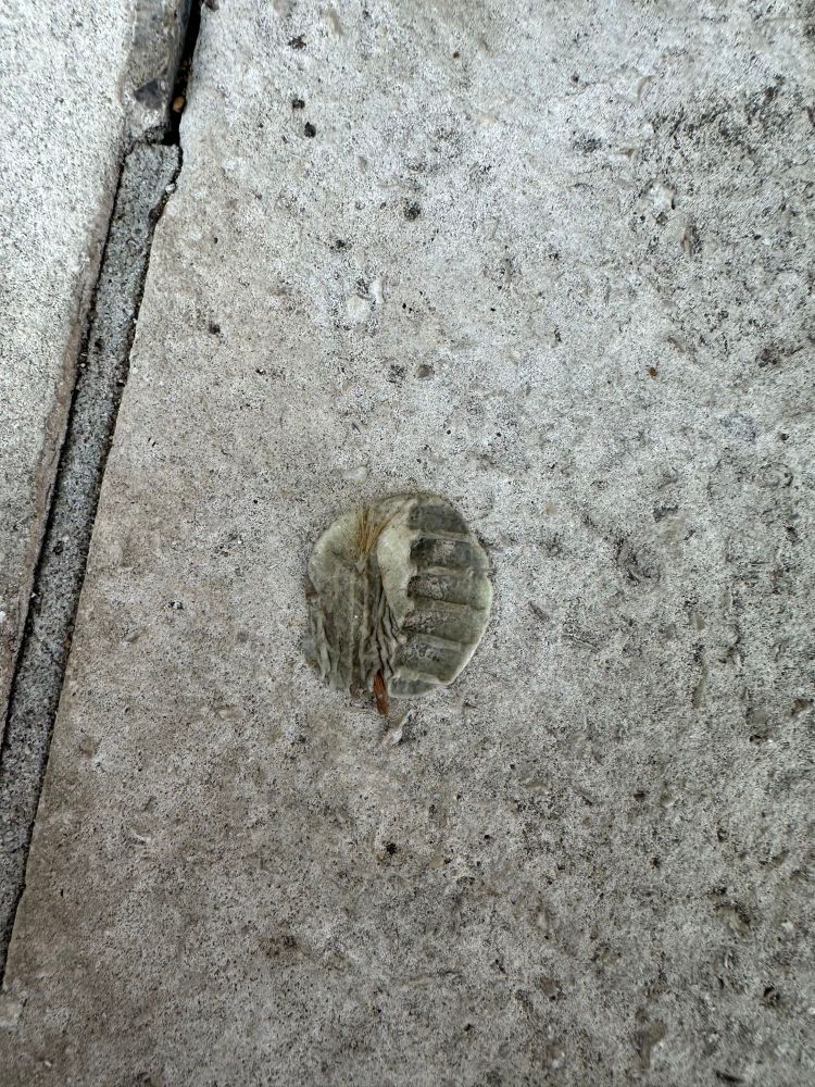 Trilobite chewing gum 