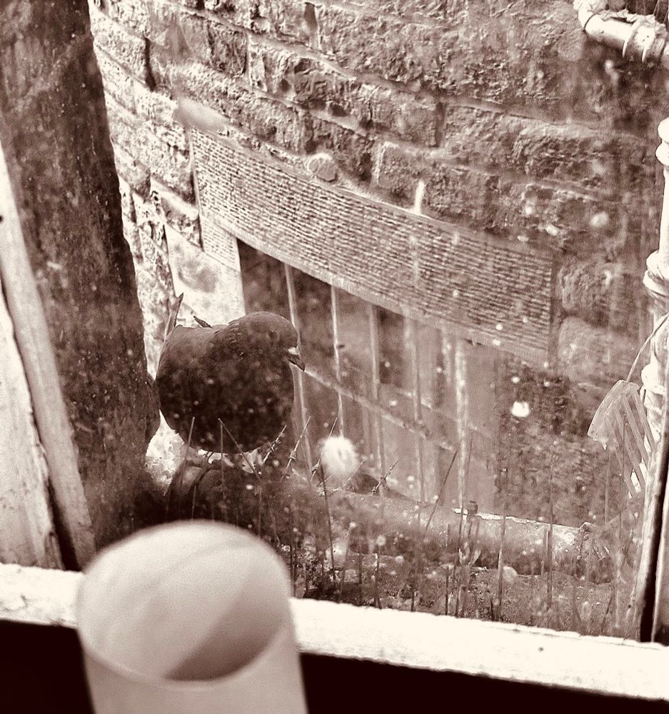 Pigeon looking into the toilet 