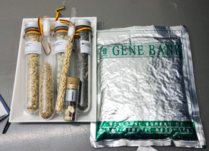 Types d’échantillons qu’on trouve au Svalbard Global Seed Vault 