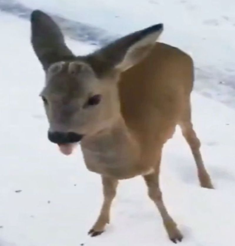 Photo of a deer with its tongue sticking out like the drawing