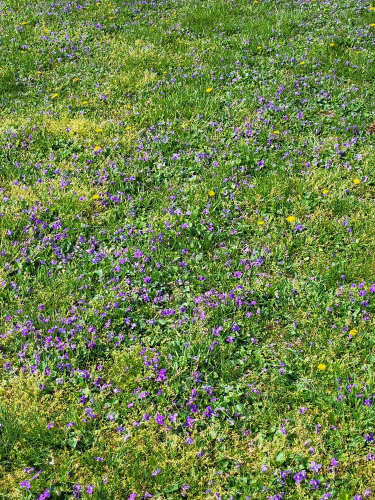 Pulled back view of a section of the expanse of my yard.  The photo shows nothing but lawn.  An expanse of bright green spring grass peppered with thousands of purple wild sweet violets.  There are also maybe a dozen yellow dandelions sprinkled through.  The lawn is maybe 30-40% purple.  Very purple. 