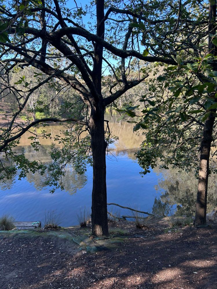 Picture of the Yarra River behind a tree