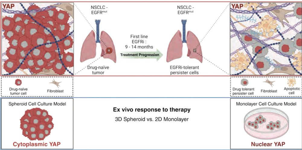 Schema showing how YAP is localize in 2D (nuclear) and 3D (cytoplasmic). Following drug treatment there is more dense matrix allowing for YAP nuclear localization.