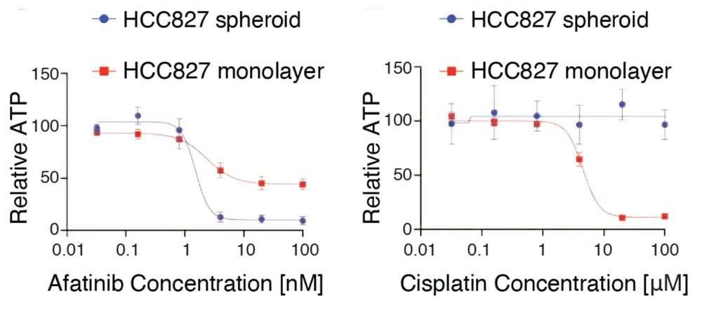 NSCLC tumor cells are sensitive to EGFR inhibitor afatinib in 3D, but resistant to DNA damaging agent cisplatin.  The reverse is true in 2D monolayer. 