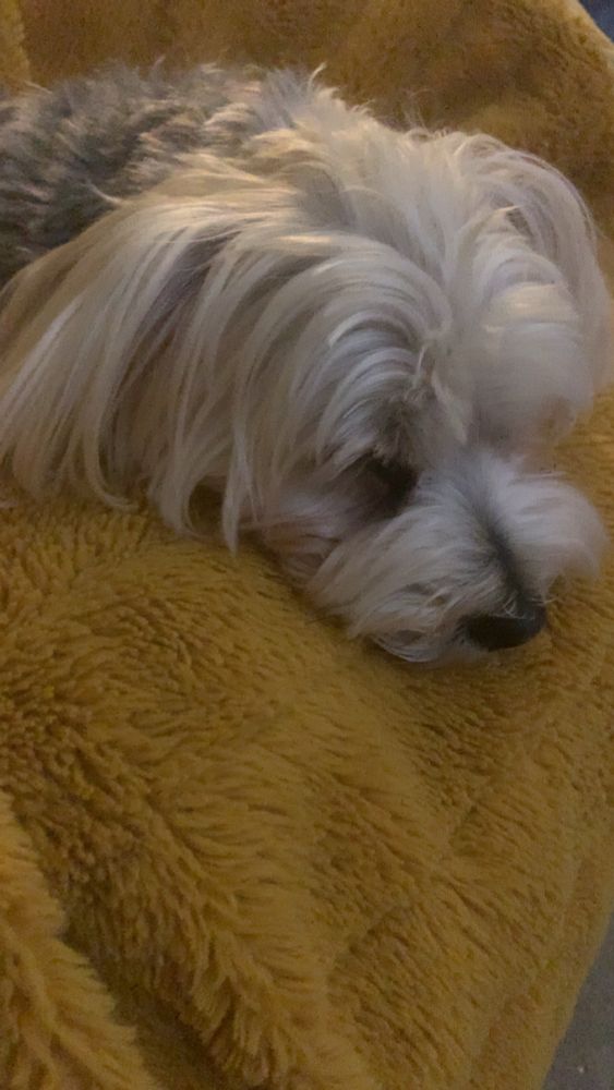 Yellow blanket. Sleeping white dog with black nose. 