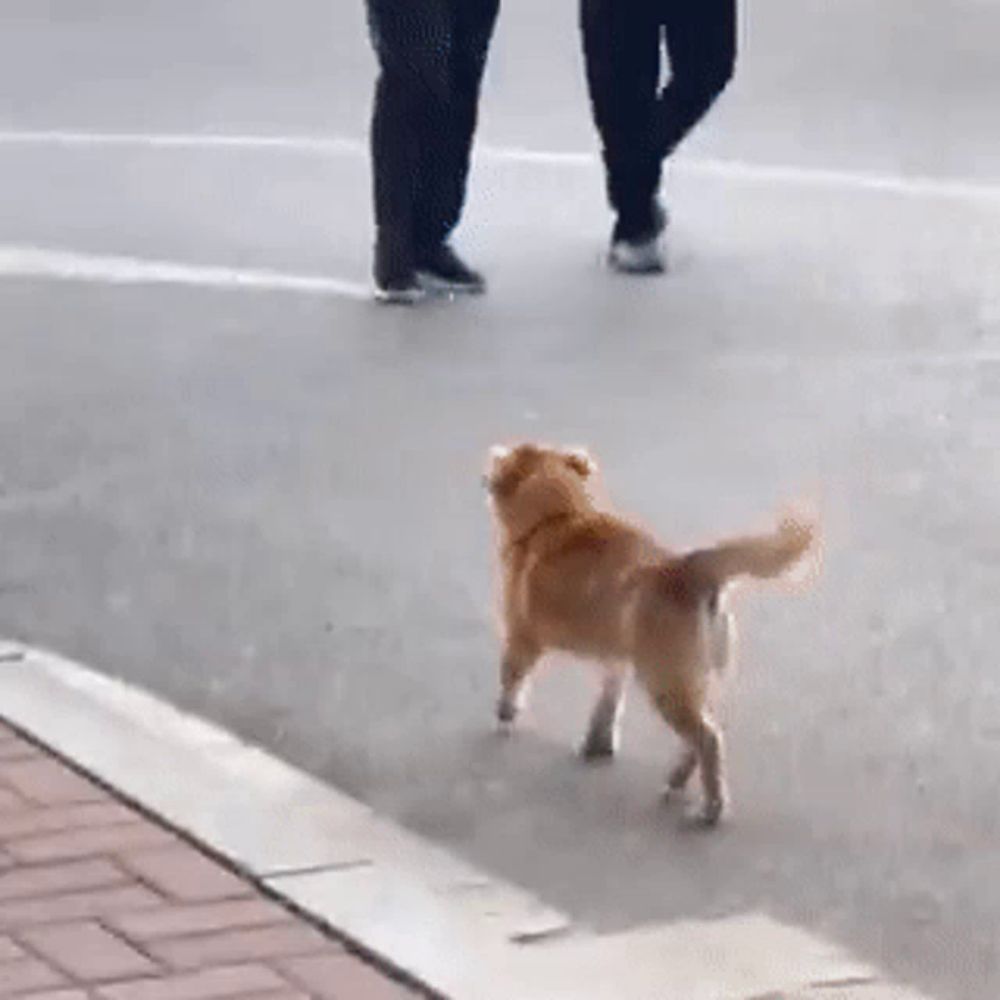 a dog is walking across a street while people walk behind it