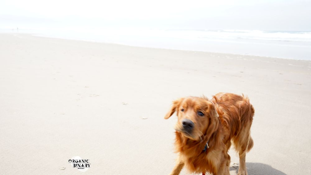 Golden retriever starting to shake off. Oregon coast. 
photo by charles king 2023