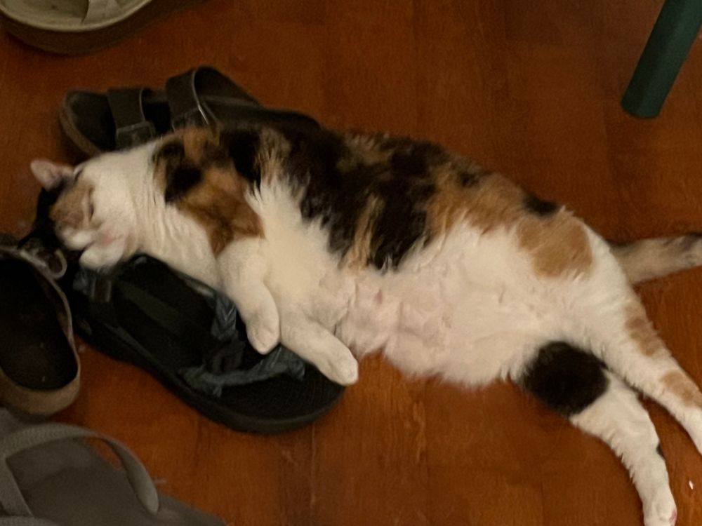 A fat calico cat lies on her side beside some shoes. She’s rubbing her face against a sandal and showing her fluffy white belly. 