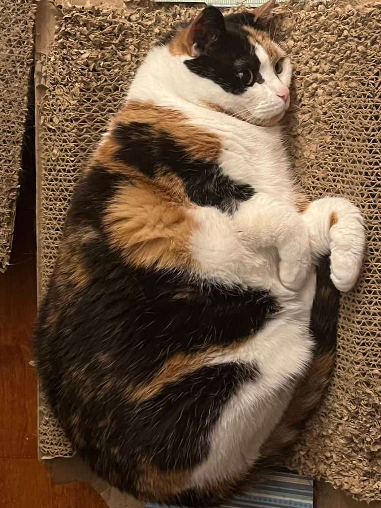 Fat calico cat lying in a cardboard lounger