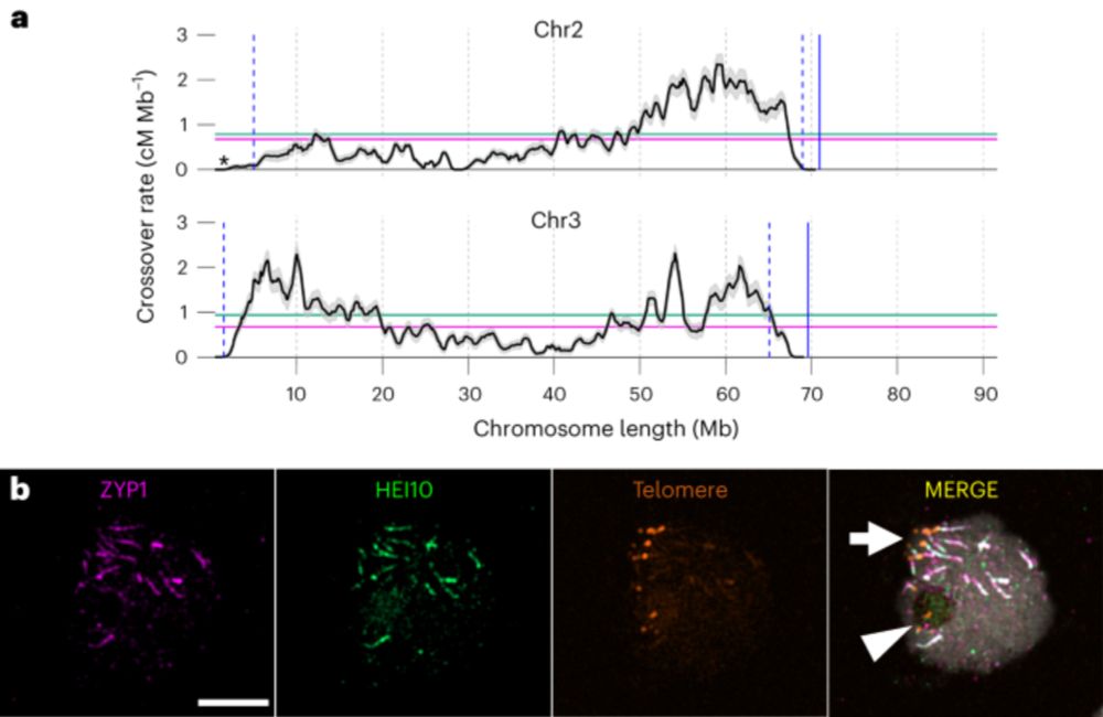 How plants with hundreds of centromeres crossover - Nature Plants