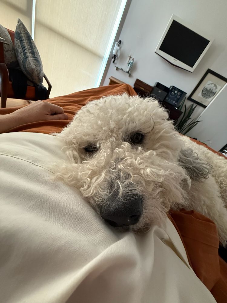 Sheepadoodle’s face - staring up at me. 