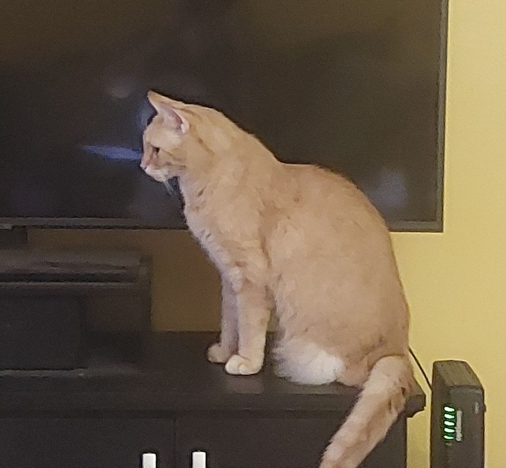 A handsome orange cat sitting.  If you look closely, he has three legs as well as a lemur tail. 