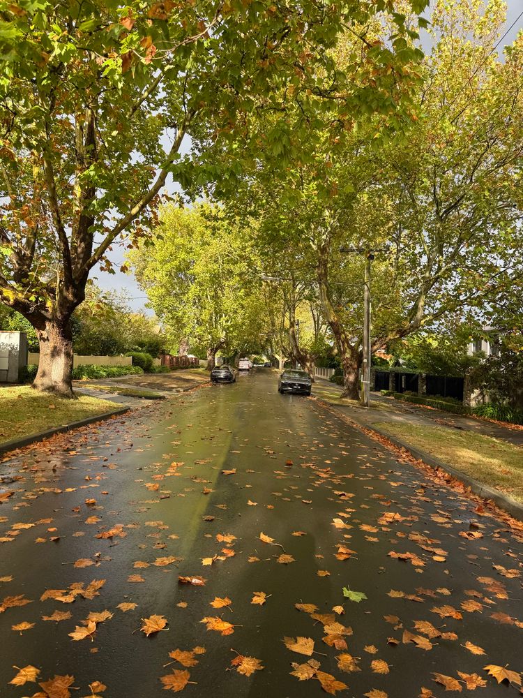 The beginning of the leaf fall season in a part of Melbourne, Australia that is dominated by European trees. 