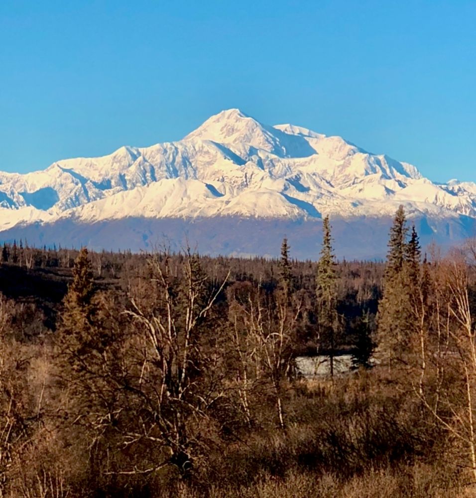 The snow covered Denali mountain towers above the landscape under a cloudless blue sky.