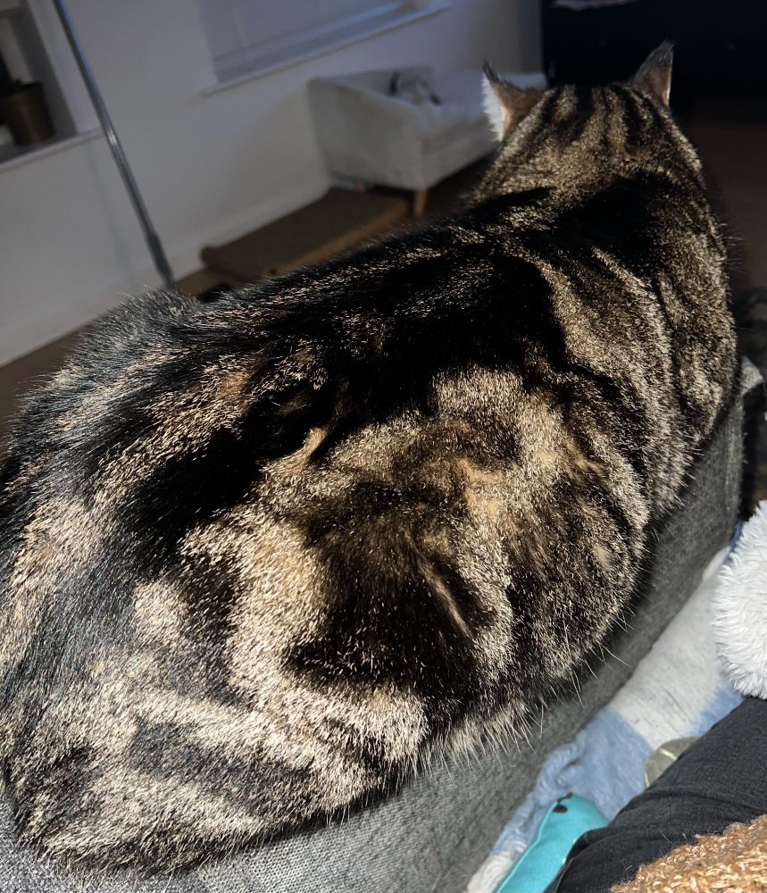 Close up on cat’s coat. Dark stripes & whorls 