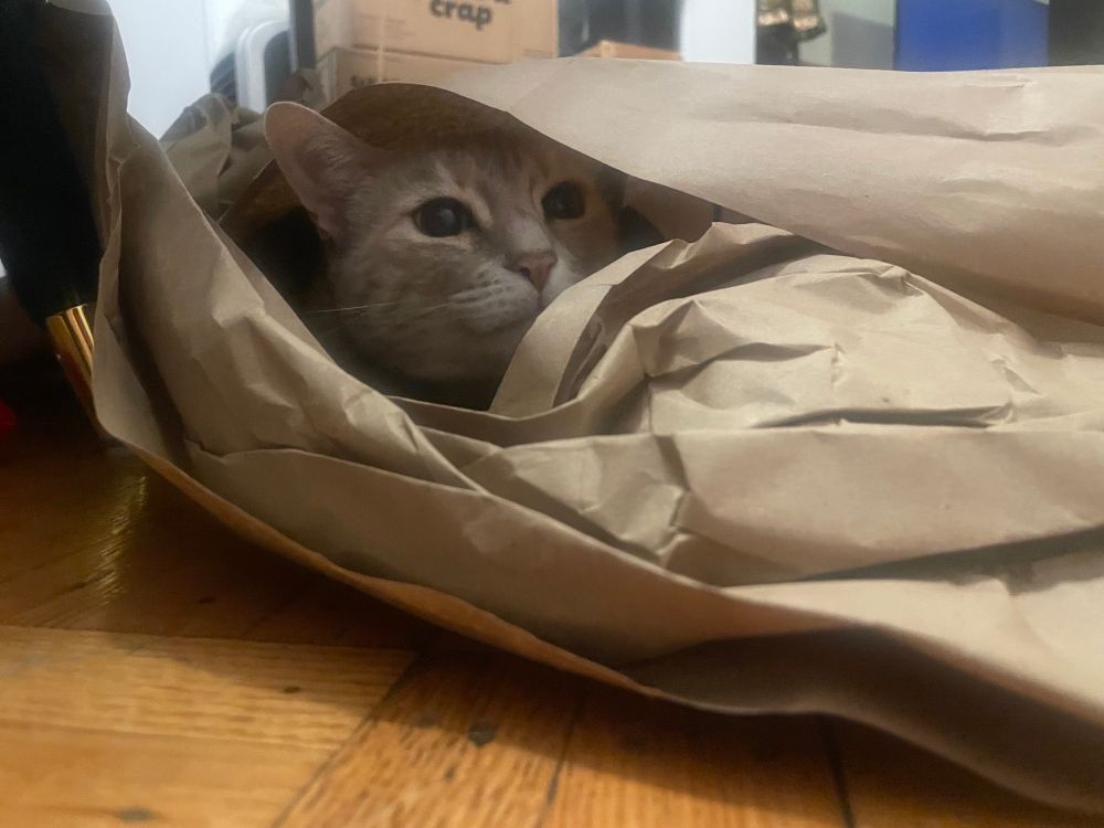 A dilute calico cat lurks inside a pile of crumpled brown paper. Her pupils are dilated so wide, you can’t even see her iris. Watch out, she’s about to pounce
