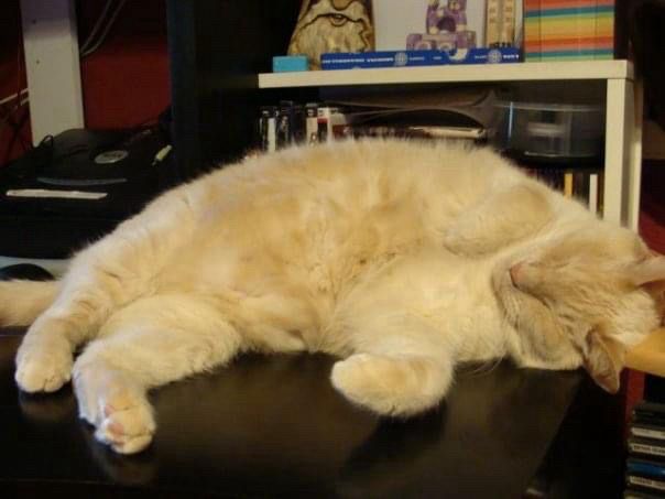 A floofy giant tan colored cat lying with his belly exposed (head to the right of picture)