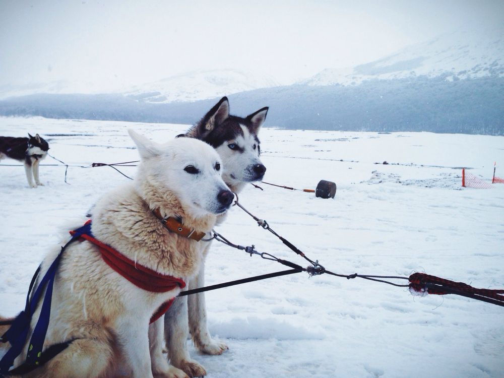 Two huskies on a snow scenery