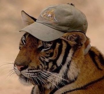 *my wife said it's me so I'm adding this picture here, yes*
*tiger with a hat*