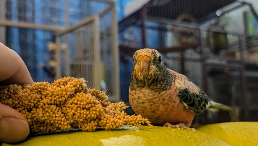 Pink parakeet checking out millet and side eyeing my phone 