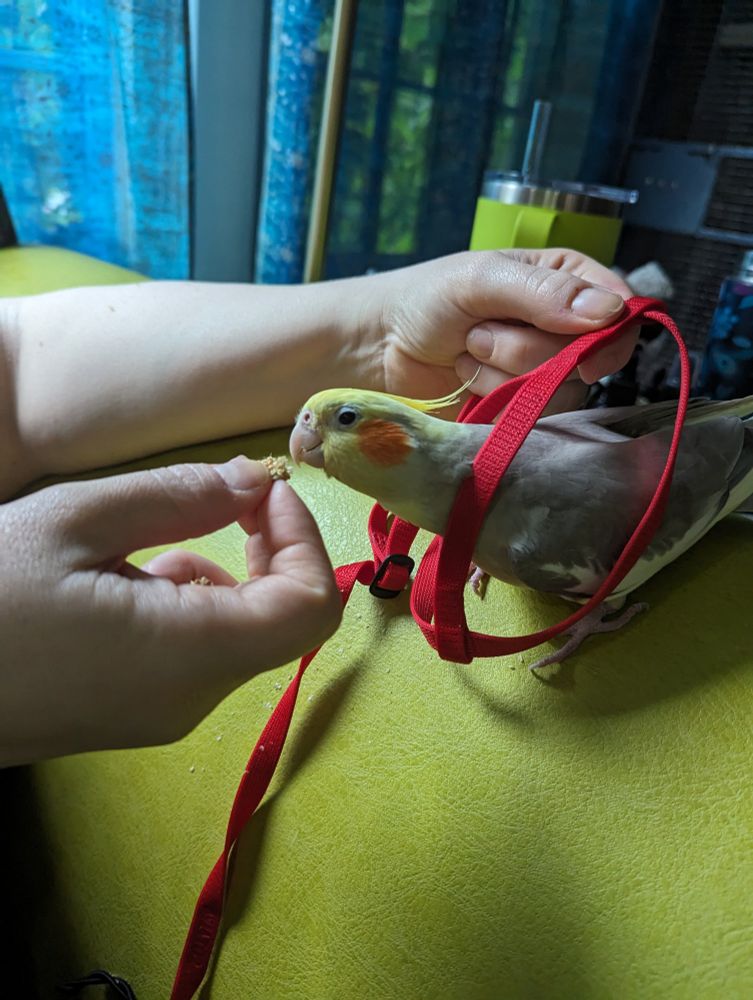 Cockatiel with head through a flight harness.  It's a work in progress.