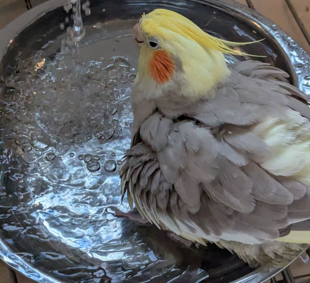 Cockatiel bath!  Such grace and floof!
