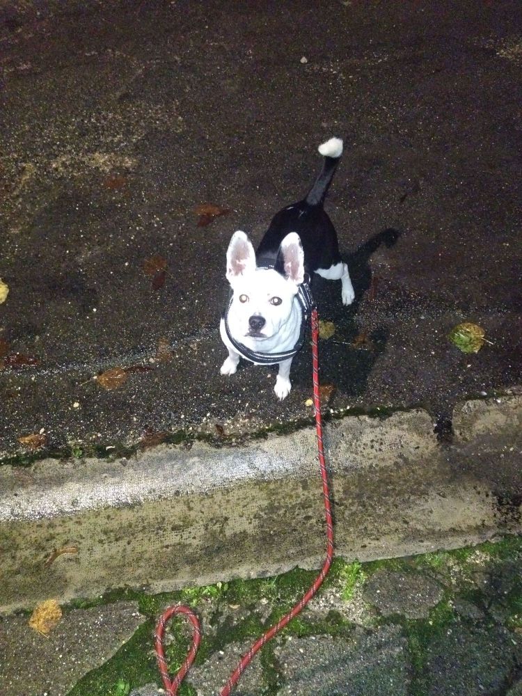 picture of black and white mid size dog wearing reflective harness and red leash. the picture is of poor quality because i'm hopeless with a camera.