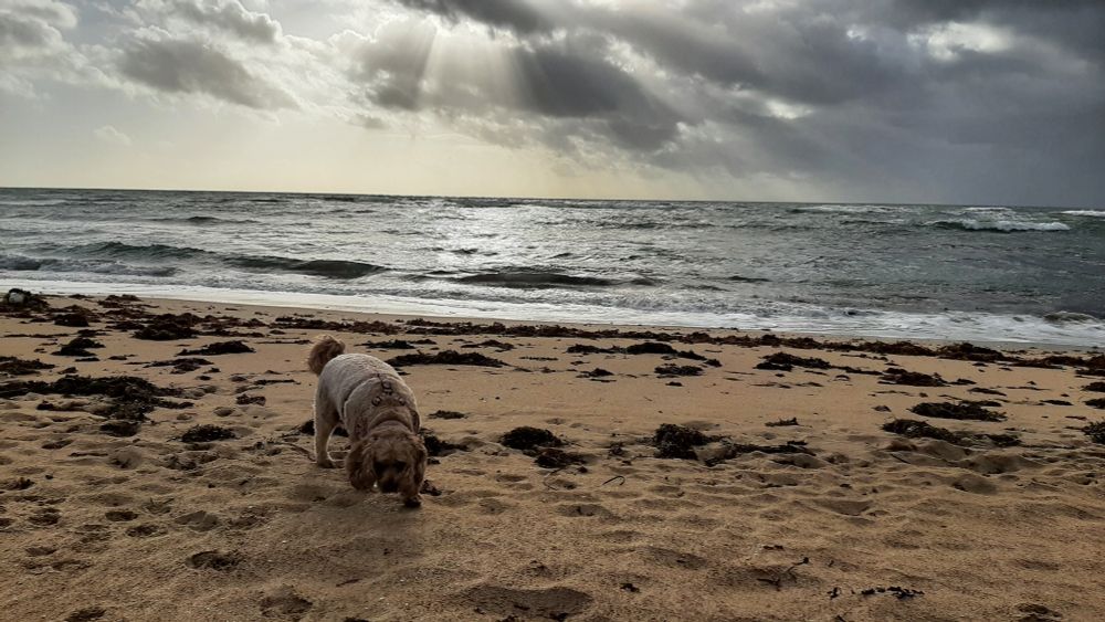 A cavoodle named Ruby, on a beach late afternoon with storm clouds on the horizon. 