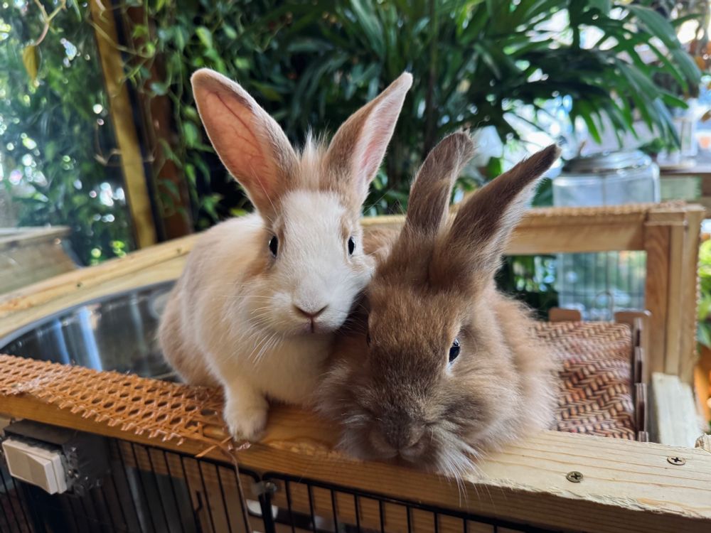 two fluffy rabbits facing you!