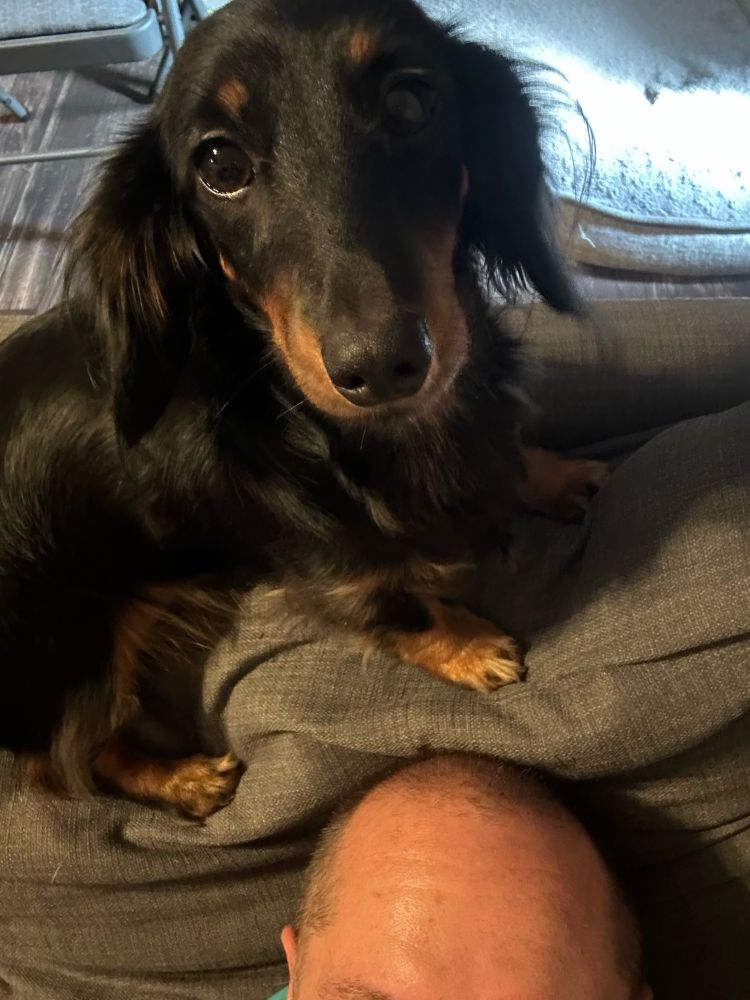 Long haired, black and brown dachshund near the top of my head 
