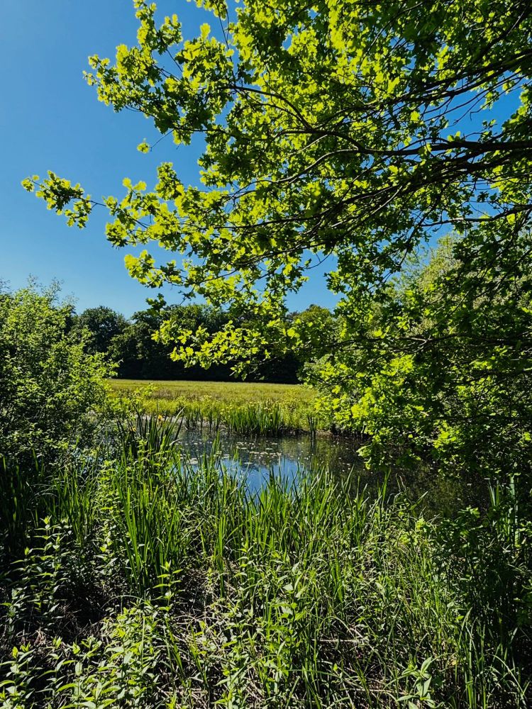 
📸by me Der Blick, vorbei an einem Baum auf einen Teich, neben einer Wiese mit Bäumen im Hintergrund. 