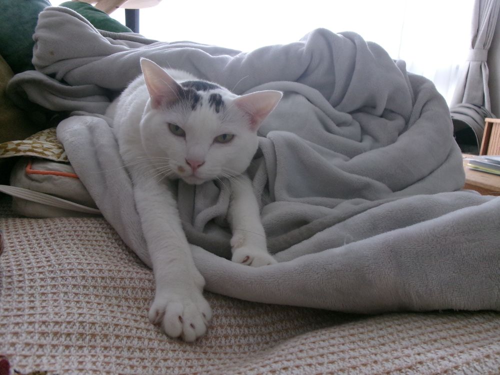 電気毛布にくるまれてほかほかになっている猫