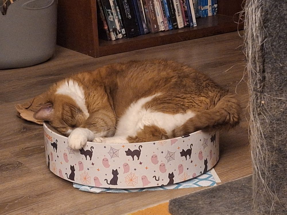 A large orange and white cat is laying in a Catstages brand circular scratching pad thing asleep.  She's done her best to curl up but she's a scootch too big to do so fully - tail, one front paw are hanging over the sides with her head is tucked in. 